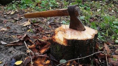 У Хмельницькому в парковій зоні незаконно зрізали понад 200 дерев