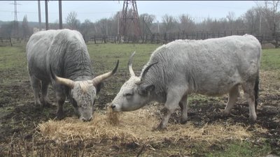 Символ року. Чого чекати від Білого Металевого Бика у 2021-му році