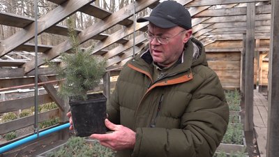 "Це наче виховати дитину": як на Харківщині вирощують новорічні ялинки та сосни "Це наче виховати дитину": як на Харківщині вирощують новорічні ялинки та сосни