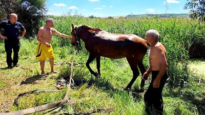 На Одещині врятували коня, який впав у водойму