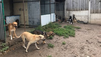 "Все робиться за свій рахунок": у Полтаві волонтери облаштовують пункт перетримки для тварин