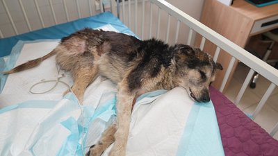 Врятована собака у ветклініці