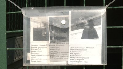 Врятував 32 життя: як живе собака-донор у харківському притулку Врятував 32 життя: як живе собака-донор у харківському притулку