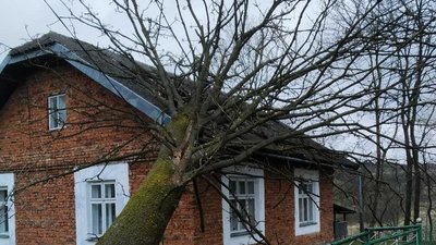 На Франківщині через порив вітру дерево пошкодило дах будинку На Франківщині через порив вітру дерево пошкодило дах будинку