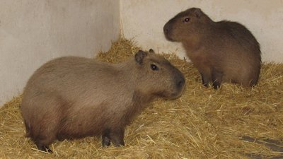 Капібари
