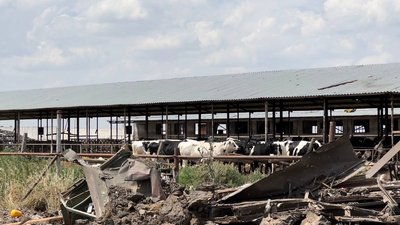 Ракетами по фермі. На Миколаївщині високоточні боєприпаси військ РФ вбили 28 корів Ракетами по фермі. На Миколаївщині високоточні боєприпаси військ РФ вбили 28 корів
