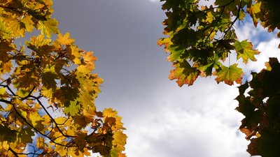 Осіннє листя