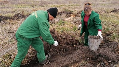 Замість вирубаних дерев – дуби. У Кропивницькому районі засаджують пустирі