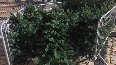 Головна ялинка почала обростати гіллям Головна ялинка почала обростати гіллям