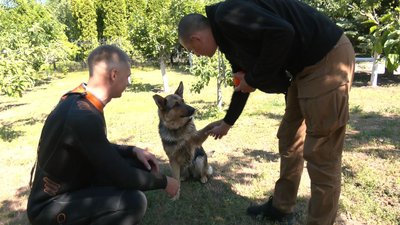 Вчать патрулювати пляжі – на Черкащині готують собаку-водолаза Вчать патрулювати пляжі – на Черкащині готують собаку-водолаза