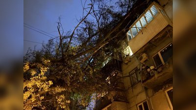 Негода у Запоріжжі: у місті повалено 50 дерев Негода у Запоріжжі: у місті повалено 50 дерев