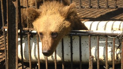 Жоден з притулків не забере конфіскованих судом хмельницьких ведмедів