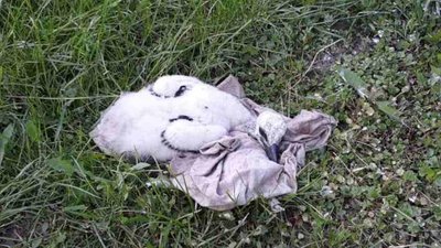 Біля Рівного врятували лелеченя, що випало з гнізда Біля Рівного врятували лелеченя, що випало з гнізда