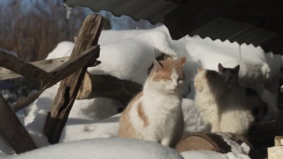 Коти на Рівненщині