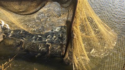 У черкаський Дніпро вдруге за сезон випустили мальків товстолоба У черкаський Дніпро вдруге за сезон випустили мальків товстолоба
