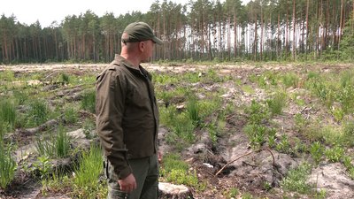 Експеримент із залісненням: на півночі Рівненщини відновлюють ліси після старателів
