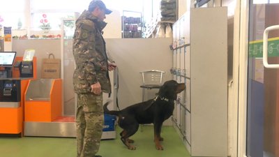 Шукають вибухівку та наркотики собачки Шукають вибухівку та наркотики собачки