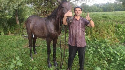 На Харківщині кінь застряг у ямі з мулом На Харківщині кінь застряг у ямі з мулом