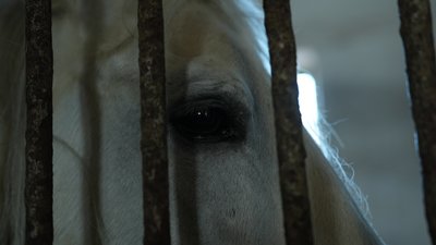 Як живе кінний завод на Запоріжжі під обстрілами