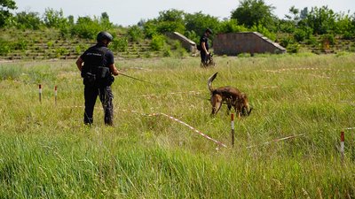 Мінно-пошукова собака з Сумщини Арні розміновує території Миколаївщини Мінно-пошукова собака з Сумщини Арні розміновує території Миколаївщини