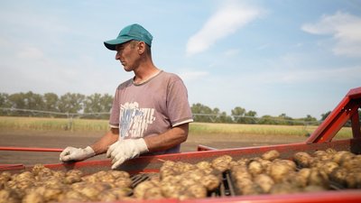 Який врожай картоплі у черкаських фермерів