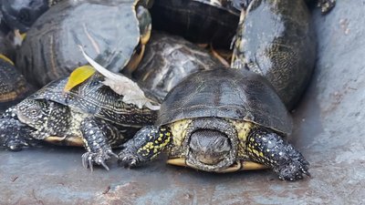 В Одесі черепах, яких місцеві переплутали з мертвими, забрали на зимівлю до зоопарку
