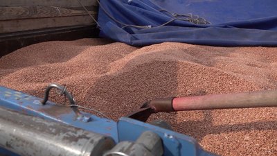 На Черкащині озиминою засіяли половину від запланованих площ На Черкащині озиминою засіяли половину від запланованих площ
