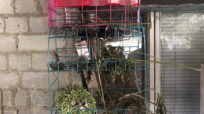 Де на Волині незаконно вирощують снодійний мак Де на Волині незаконно вирощують снодійний мак