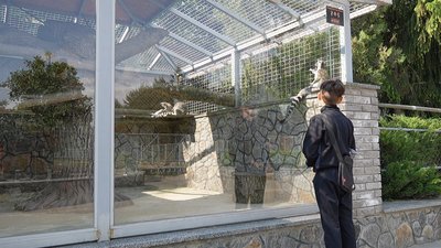 "Малюк постійно з мамою": у вінницькому зоопарку у сімʼї лемурів вперше за три роки зʼявилося потомство "Малюк постійно з мамою": у вінницькому зоопарку у сімʼї лемурів вперше за три роки зʼявилося потомство