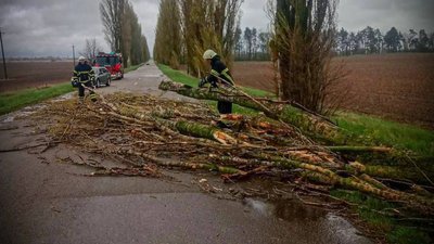 негода на Київщині 26 квітня 2026, повалене дерево