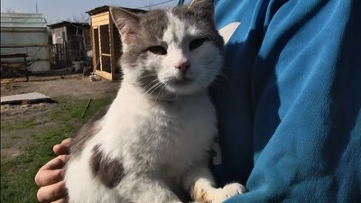 Через скаженого кота у селі на Волині усипили двох псів. Решту тварин вакцинували Через скаженого кота у селі на Волині усипили двох псів. Решту тварин вакцинували