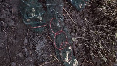Раки, які були виловлені чоловіком