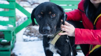 У Полтаві можна усиновити тварину онлайн