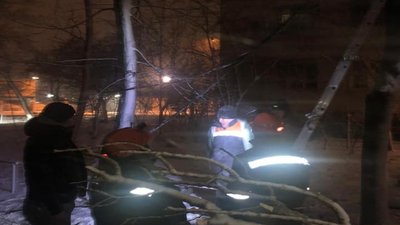 86 дерев впали через негоду в Одесі