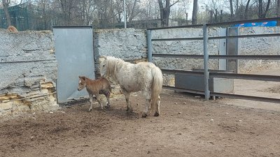 Поповнення в Одеському зоопарку: народилися п'ятеро вовченят і поні Поповнення в Одеському зоопарку: народилися п'ятеро вовченят і поні