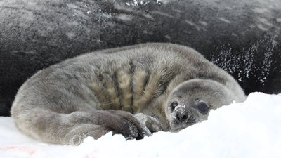 Академік Вернадський, тюленятко