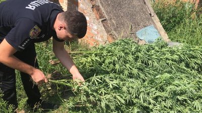 Вирощував біля хати та сушив: на Вінниччині у чоловіка знайшли канабіс та коноплі