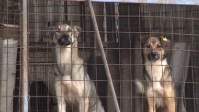 Від початку 2020 року, до притулку підкинули близьк 60 собак. Фото: Суспільне Від початку 2020 року, до притулку підкинули близьк 60 собак. Фото: Суспільне
