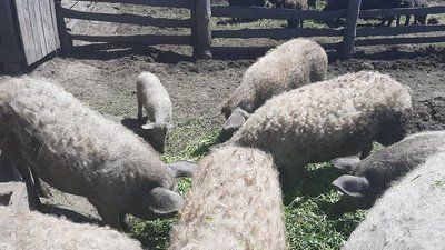 Вухаті пухнастики. На Луганщині переселенець вирощує кучерявих свиней Вухаті пухнастики. На Луганщині переселенець вирощує кучерявих свиней