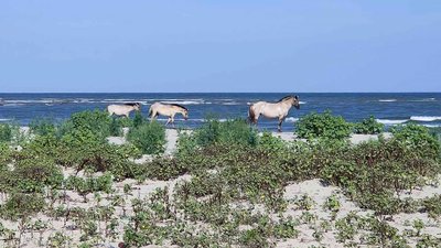 В дельті Дунаю на Одещині народилися понад 22 тварин різних видів В дельті Дунаю на Одещині народилися понад 22 тварин різних видів