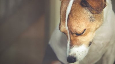 На Івано-Франківщині не розглянули жодної справи про знущання над тваринами — голова "Дому Сірка"