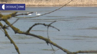 "Не вистачає води". В озері на Сумщині вимирає риба