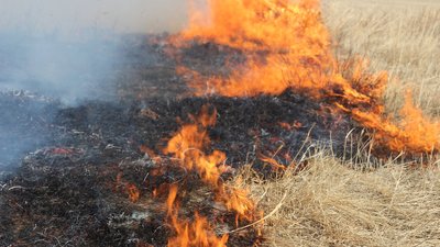 Пошкодив 100 га землі. На Сумщині чоловікові вручили підозру за підпал сухої трави