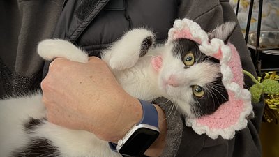 Фестиваль адопції тварин