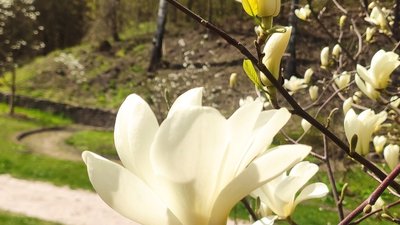 Кременецький ботанічний сад, магнолія
