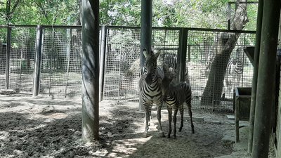 У Миколаївському зоопарку поповнення: народилося зебреня
