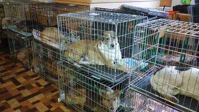 Тварини безкоштовно стерилізують волонтери благодійний фонд "Happy Paw" Костянтинівка Донеччина Тварини безкоштовно стерилізують волонтери благодійний фонд "Happy Paw" Костянтинівка Донеччина