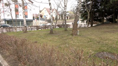 У Рівному збирають березовий сік: чому це небезпечно робити у містах та який штраф передбачили