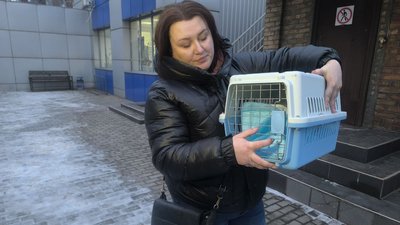 Кішка, жорстоке поводження, скинули, висота, травми, Кривий Ріг