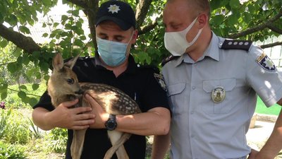 На Вінниччині поліцейські передали у зоопарк маля козулі: виявили прив’язаним на подвір’ї На Вінниччині поліцейські передали у зоопарк маля козулі: виявили прив’язаним на подвір’ї